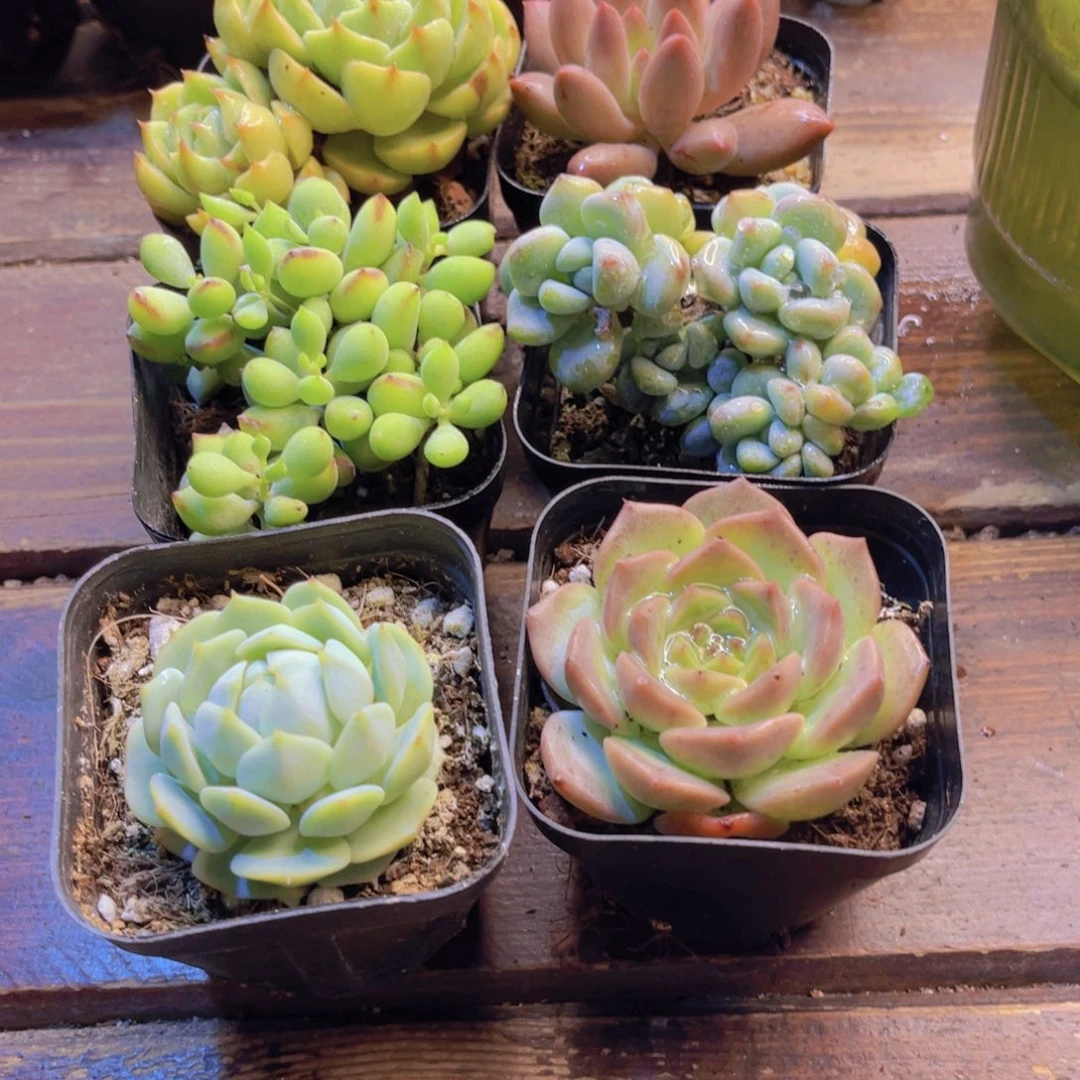 苯巴 红蜻蜓 达摩 劳尔 静夜 纯爱