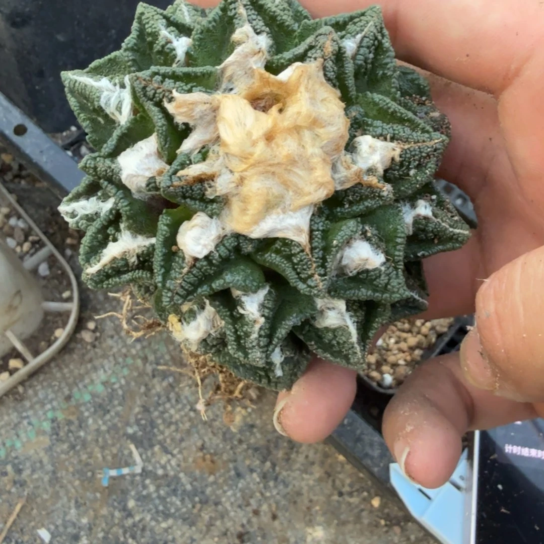 宇***昊仙人球开花一个福利品有跟