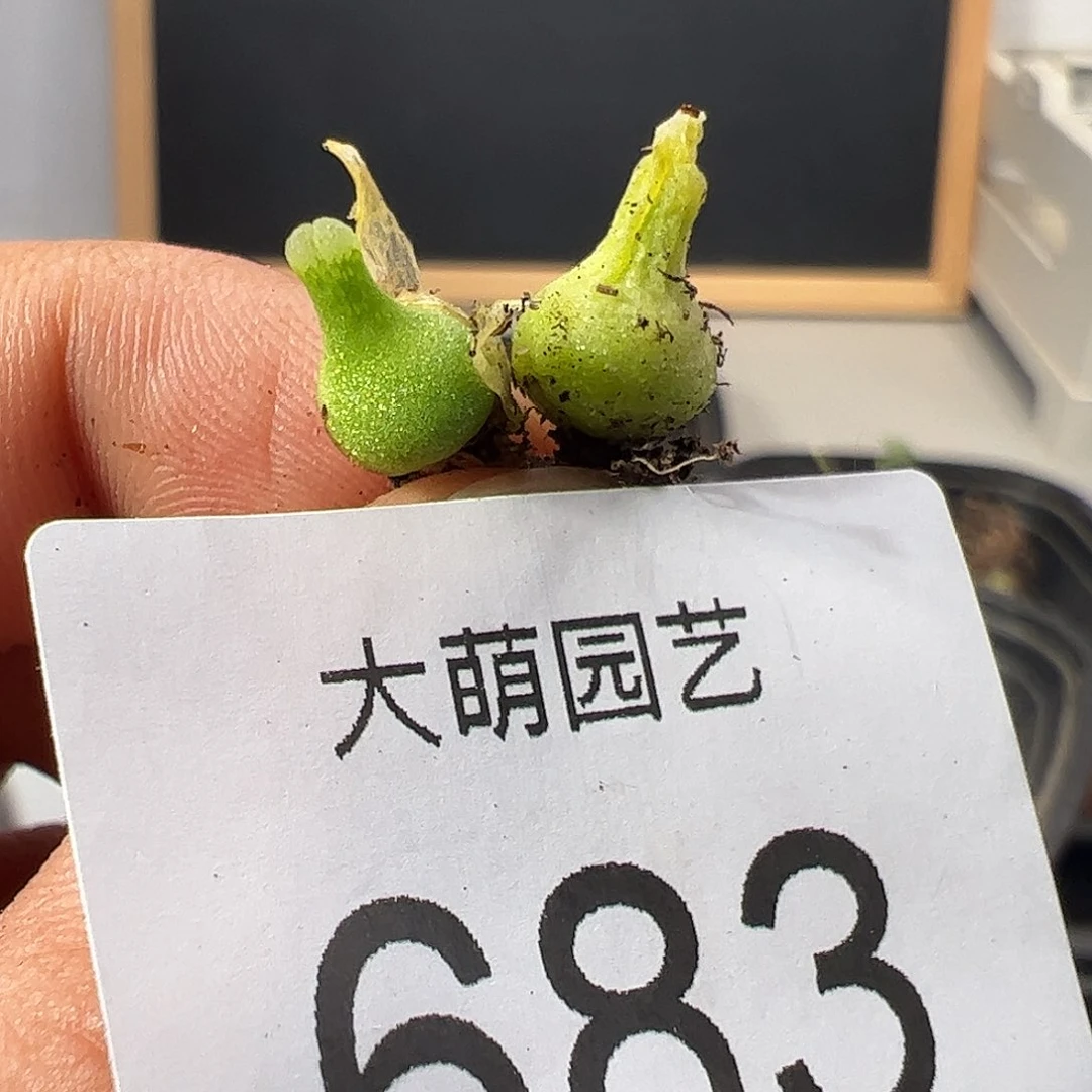 0000683量拍小葫芦2颗小体型