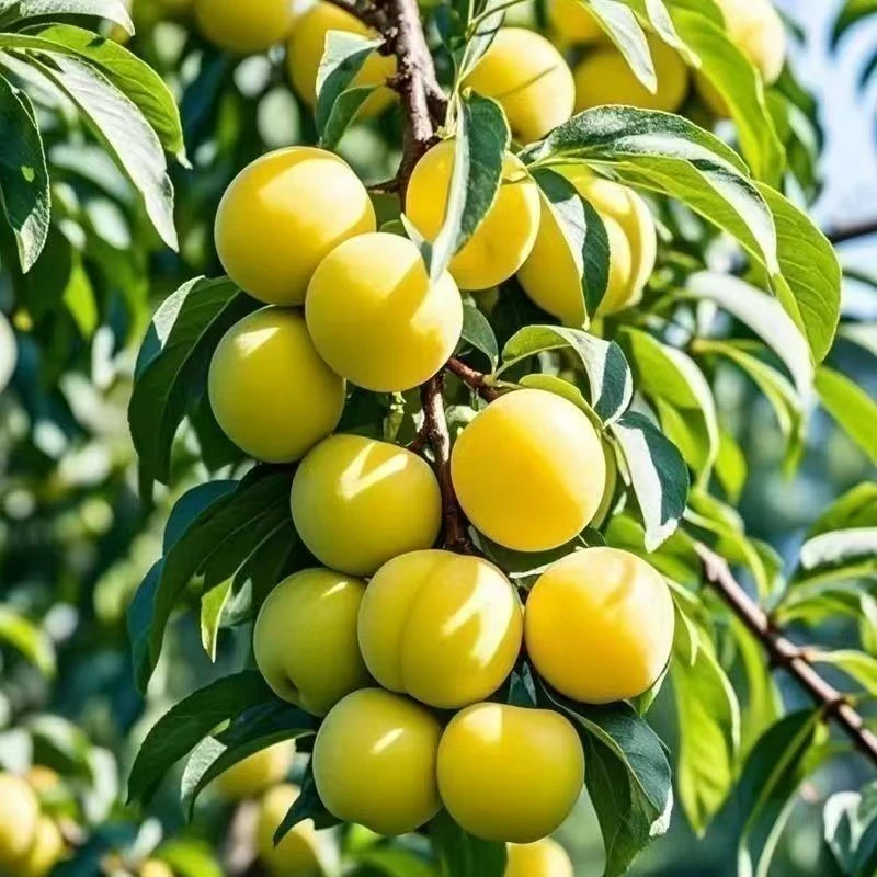 李子树苗嫁接苗蜂糖南方北方种植特大正宗脱骨李盆栽地栽当年结果
