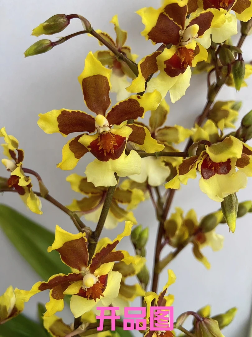 文心兰 三色天香 150#盆 树皮植料 多苗三花剑 好养耐开 淡香