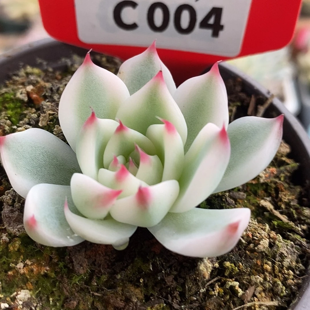 004娃娃哈哈哈哈哈