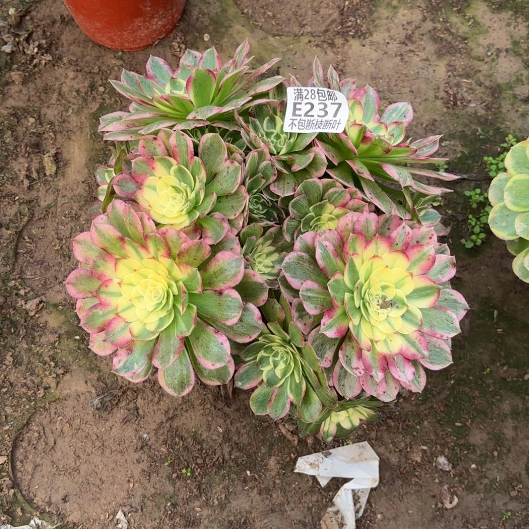 M. 237海鲜多肉。ad