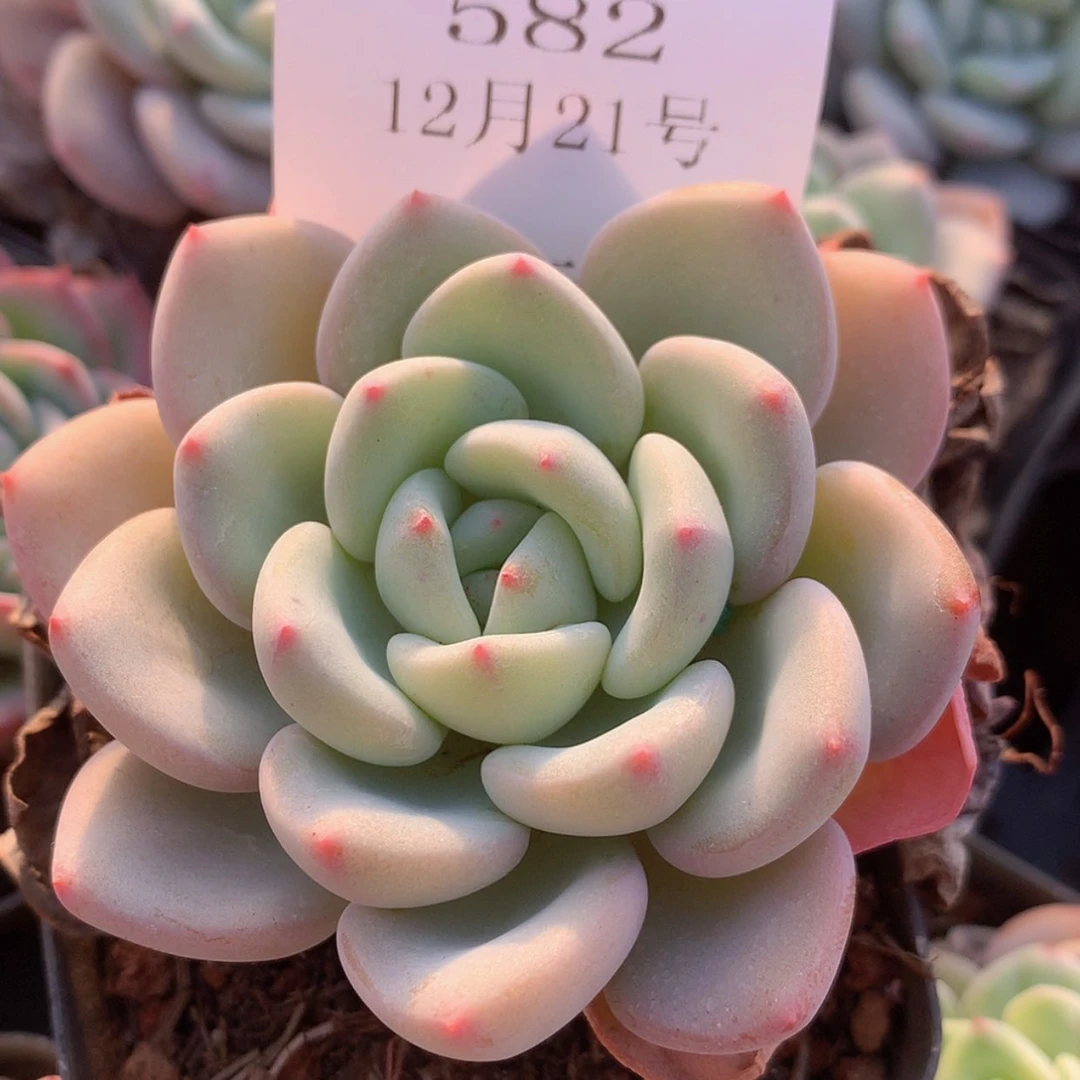 【闪购商品】云582号