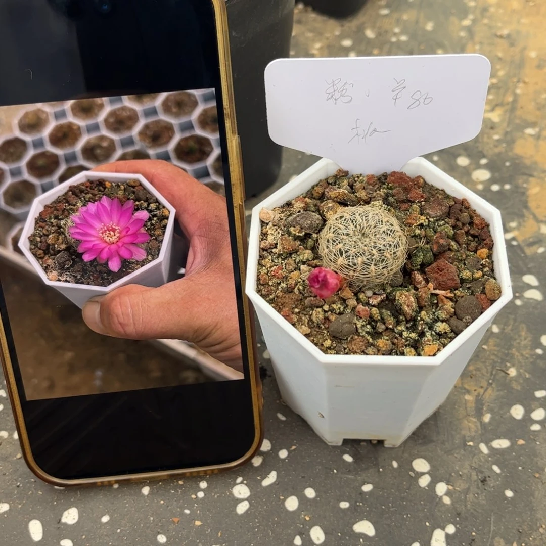 完全开放实生沟宝