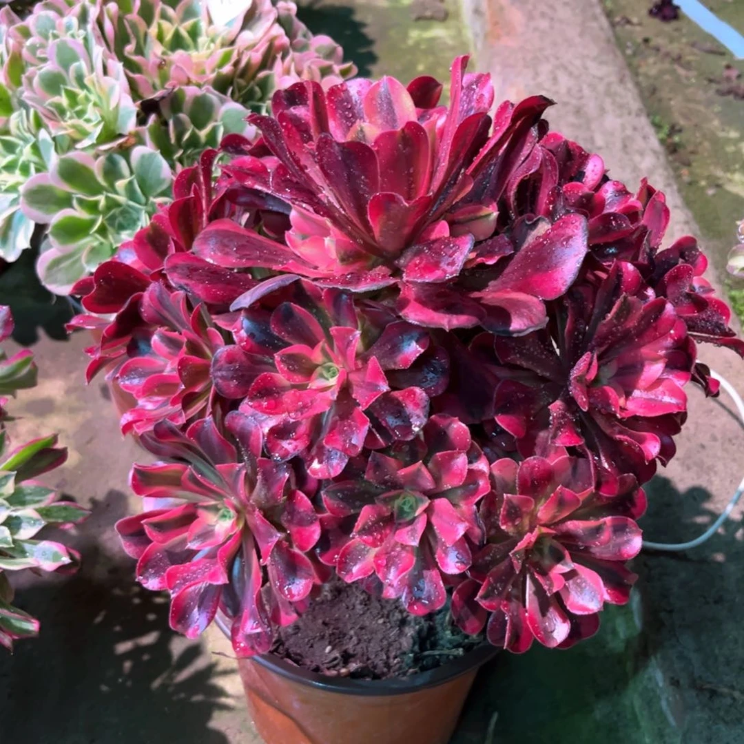 多肉植物美杜莎557