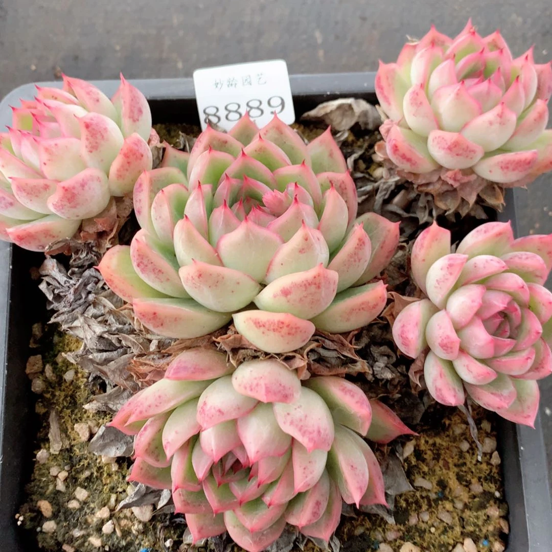 8889杂交多肉植物基地
