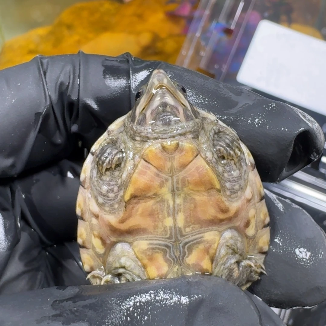 蛋龟不分公母麝香