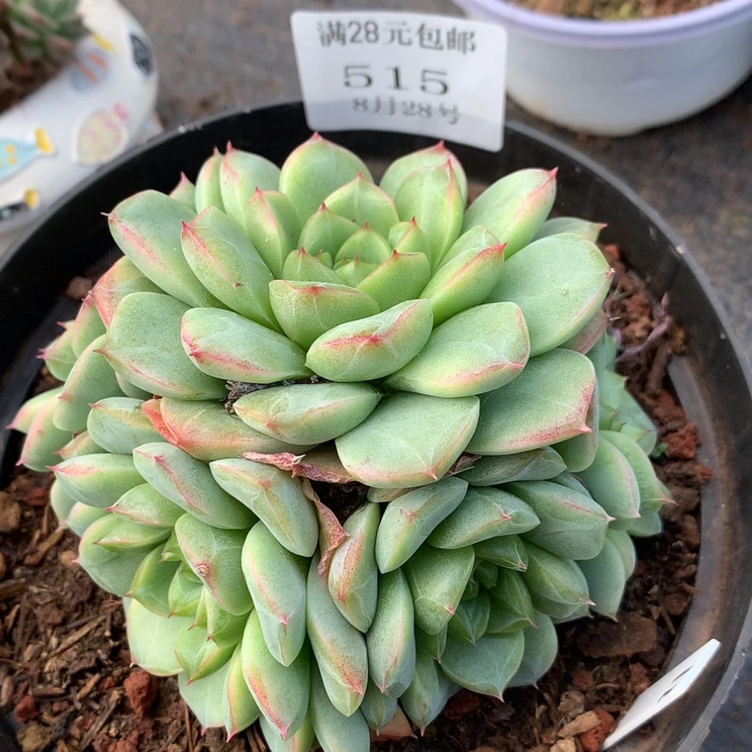 【闪购商品】云515号