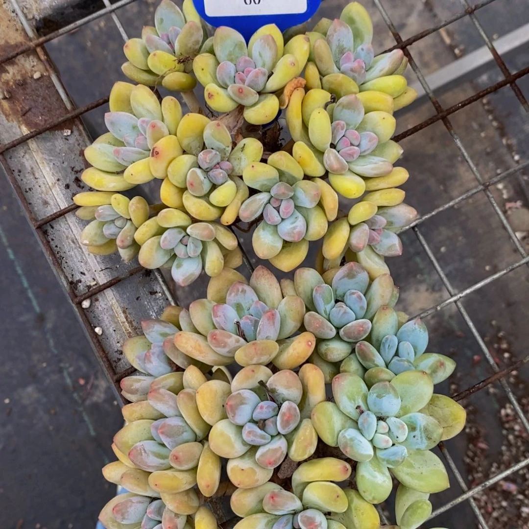 60-奶油香水群福利一个