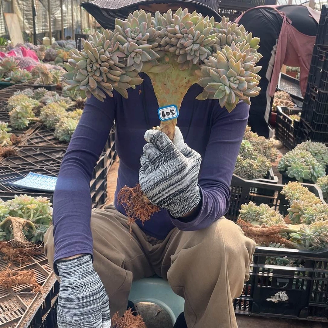 606一物一拍淡雪缀