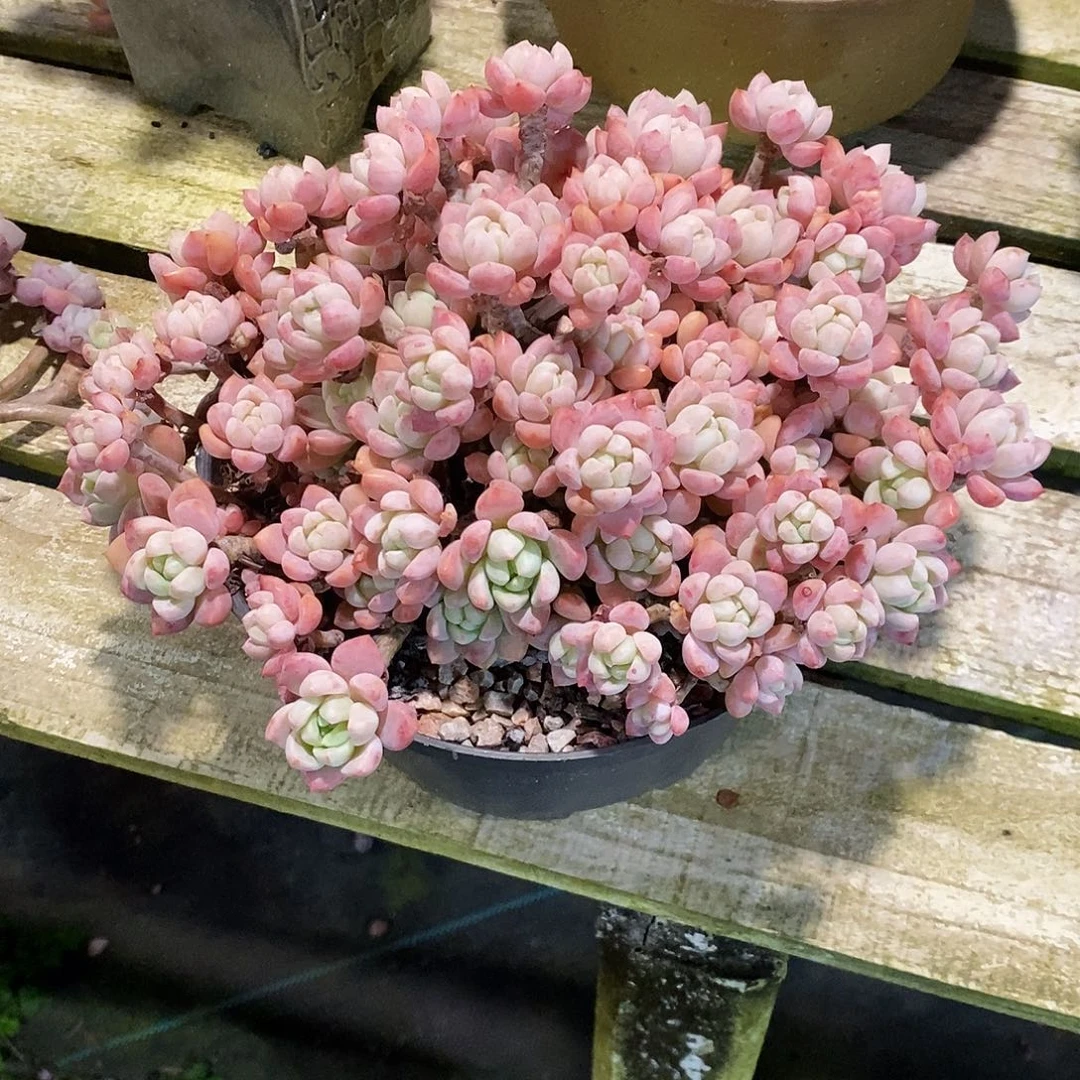 桃酥老桩老朱多肉