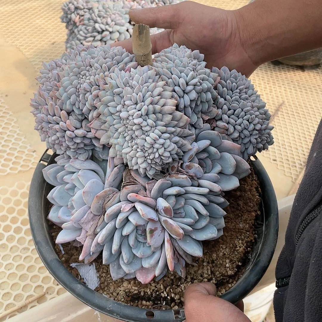 星影无砍多头群8888