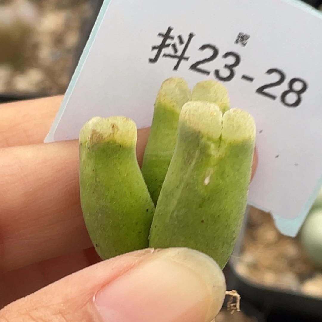 是***～23-28肉锥多肉植物