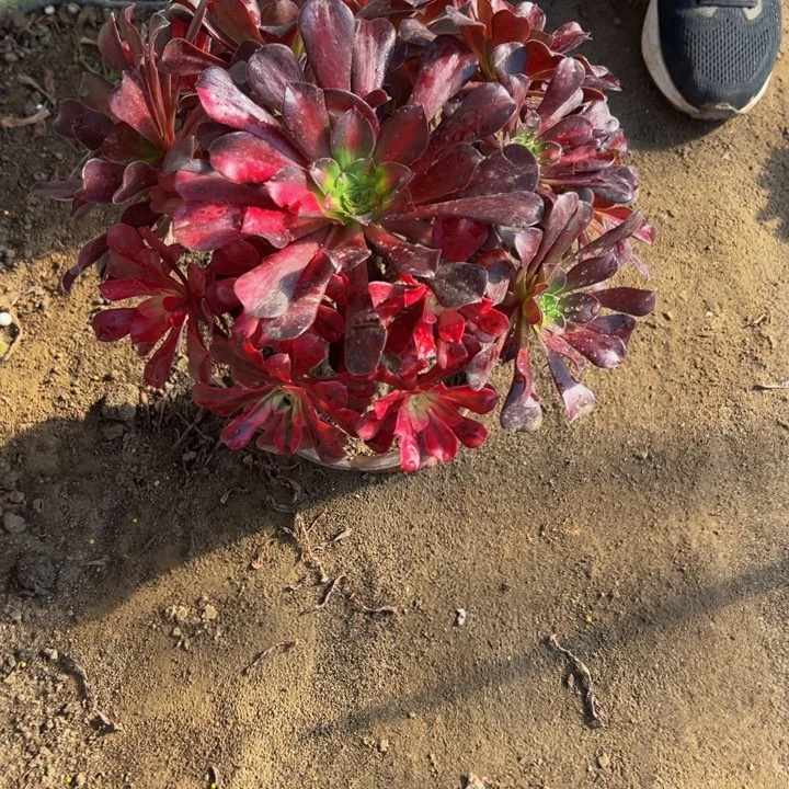 26.8美杜莎阴阳一颗