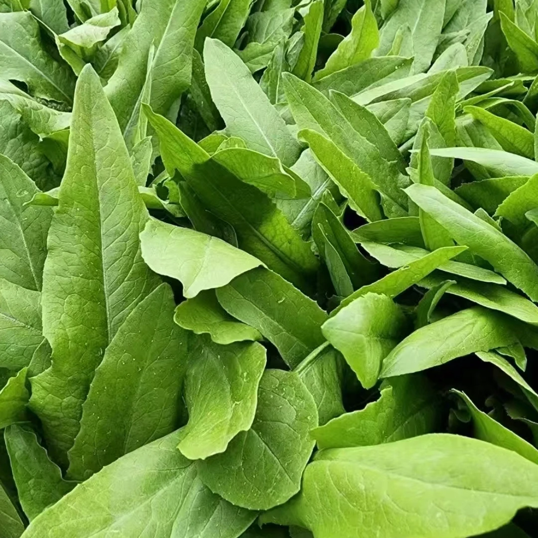 油麦菜 密云本地农家磣菜现采现摘3斤包邮到家蔬菜