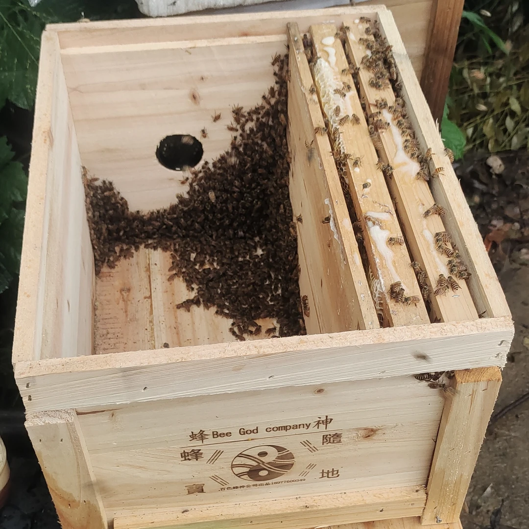 蜜蜂群带2子脾+新开产王+蜂箱(中蜂)