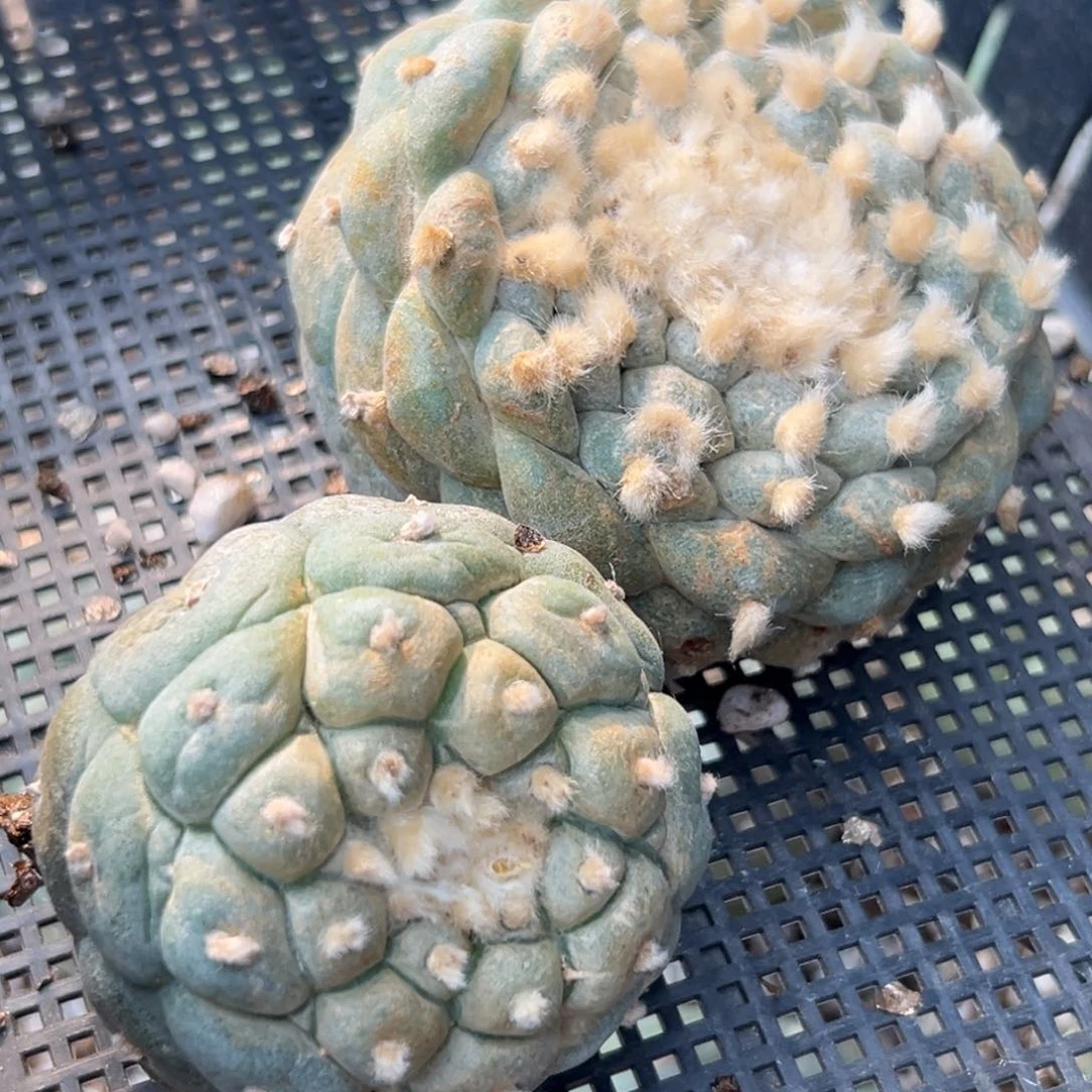 835 有根 仙人球的世界