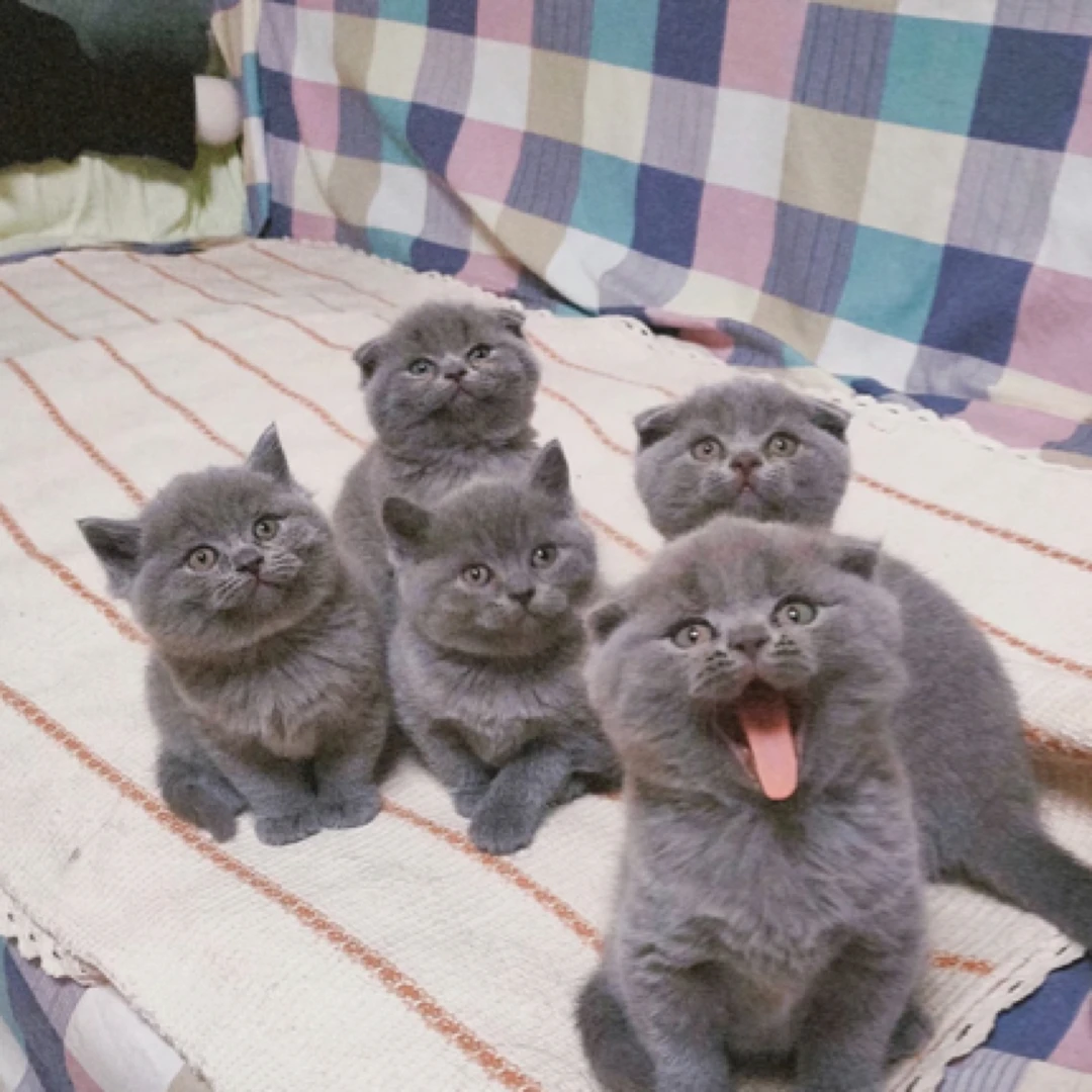 英短蓝猫幼猫蓝猫幼崽活物一物一拍