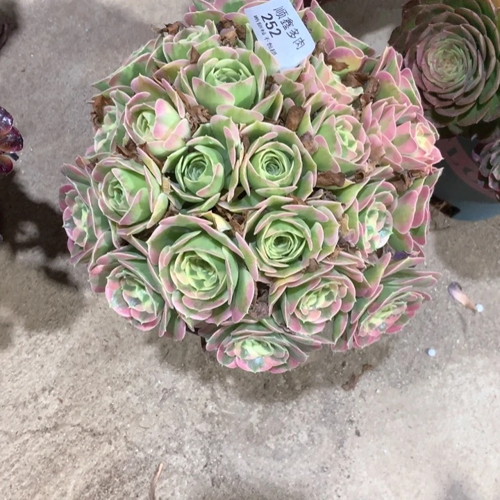 252白凤多肉植物