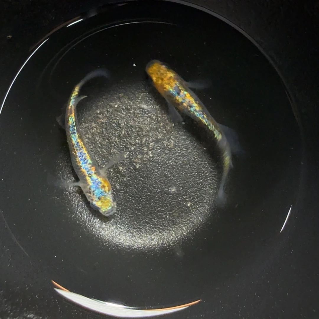 青鳉鱼008克拉斯一对