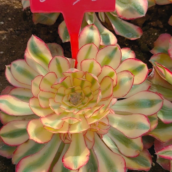 2-32爱丽丝多肉法师