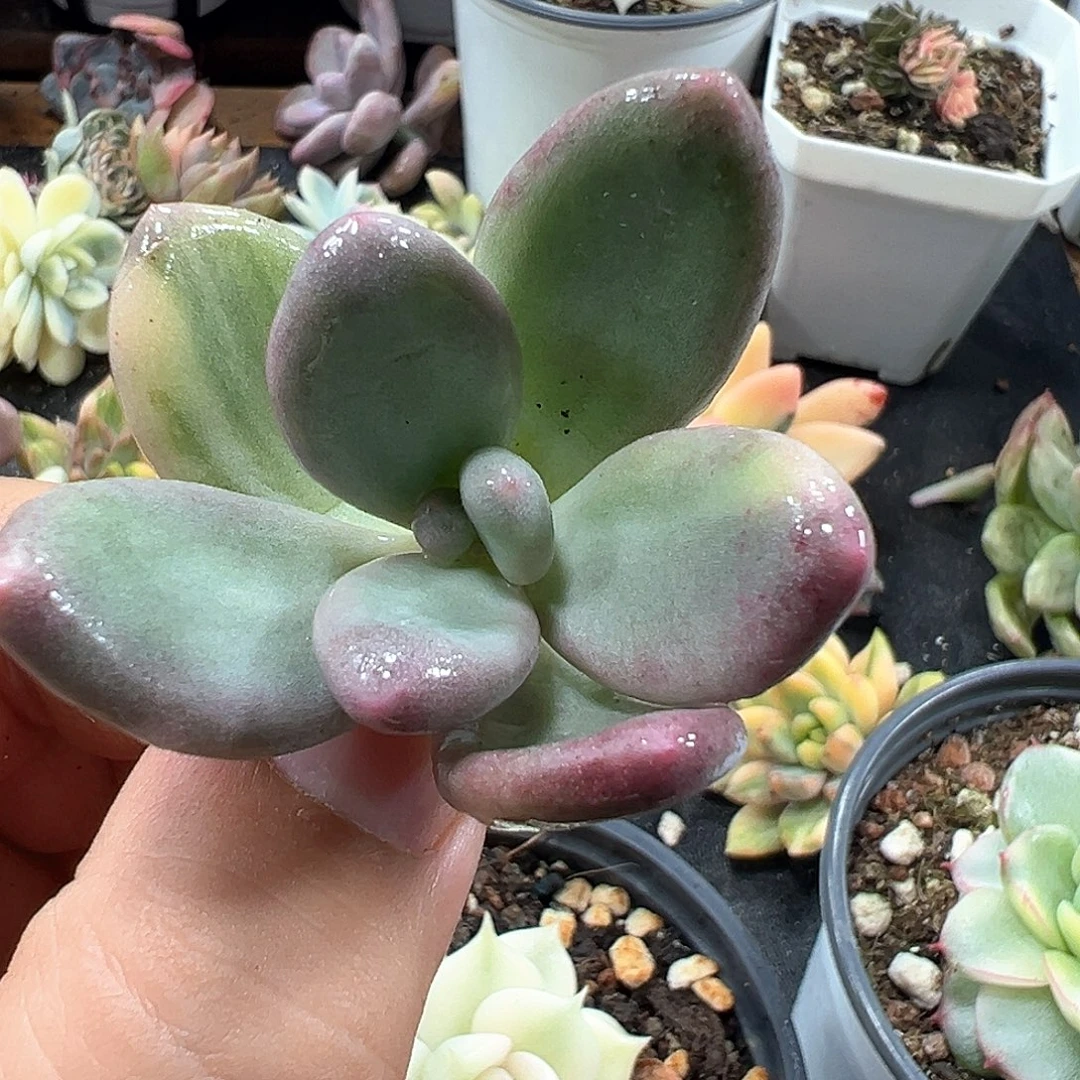 好***彩奶酪锦头盖 小方花圃一物一拍