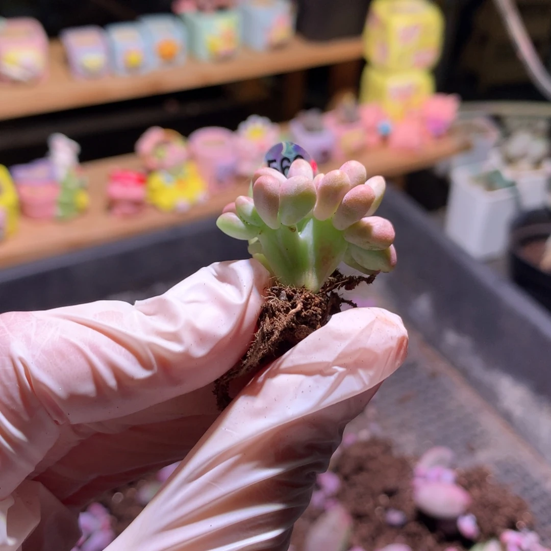 560芒果奶酪的牛肉