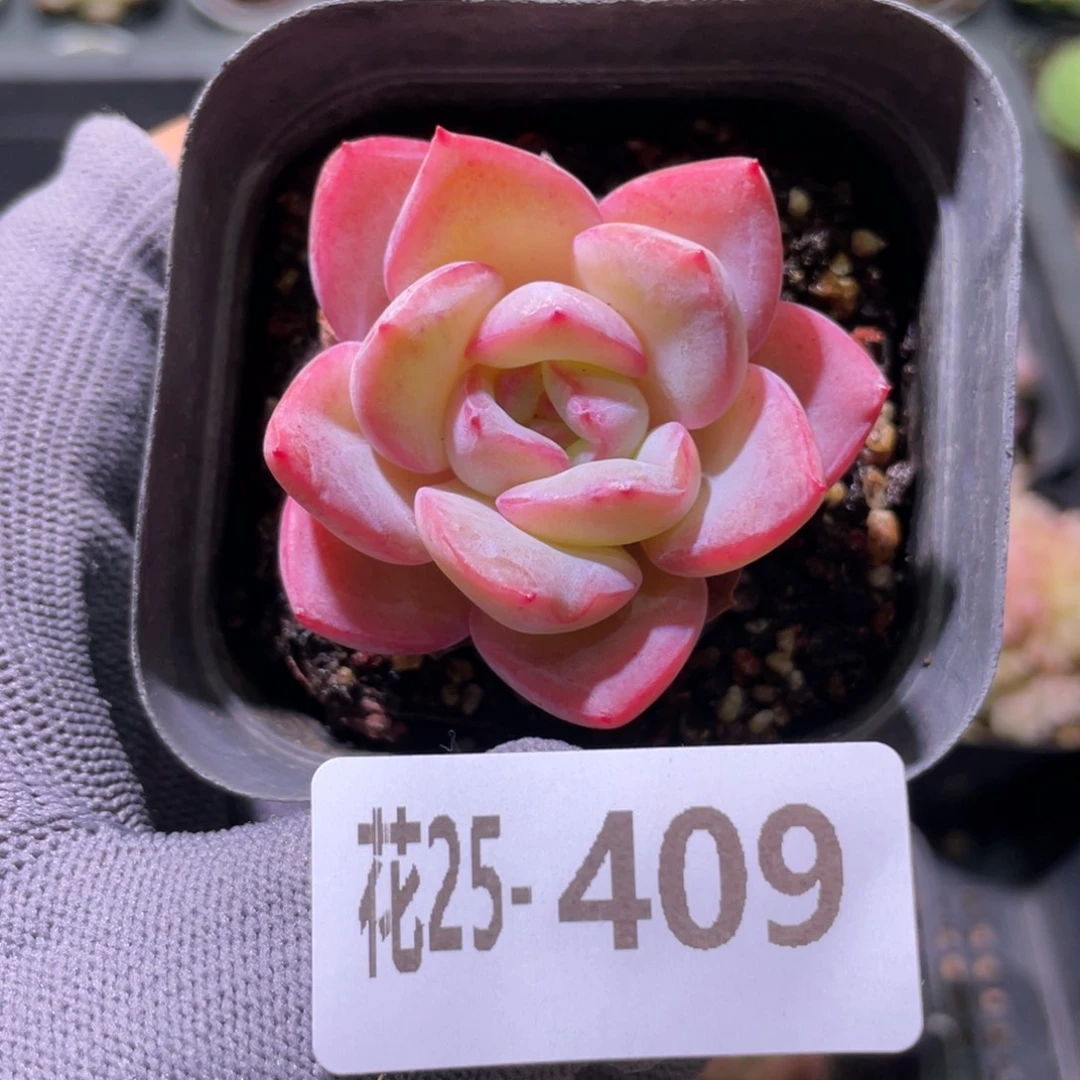 花利美25-409草莓泡芙