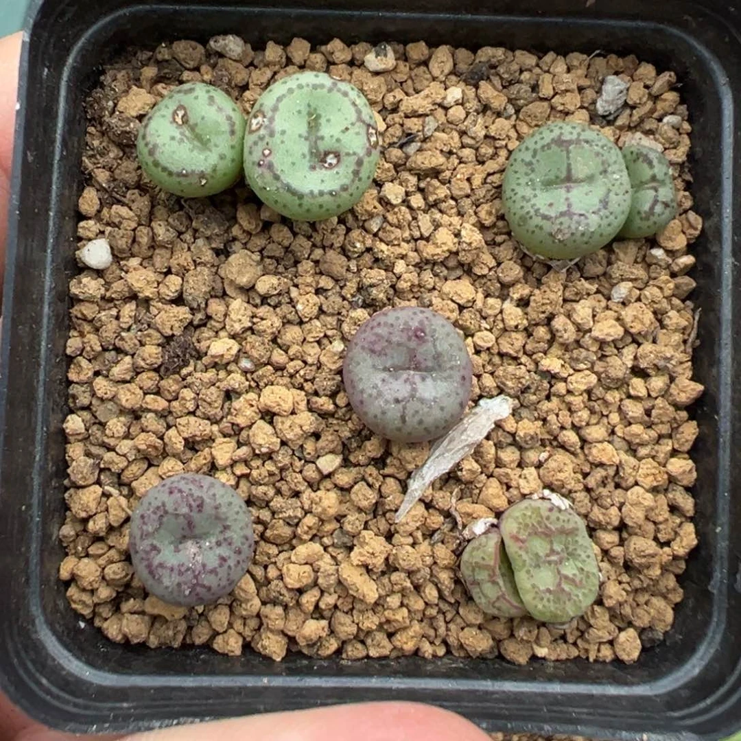 11-102肉锥多肉植物