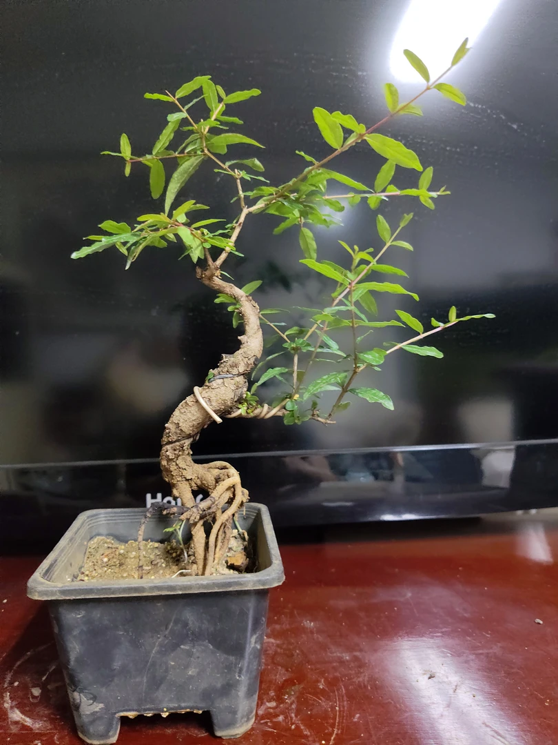 石榴盆景精品熟粧，提根，观花，观果精品小老桩