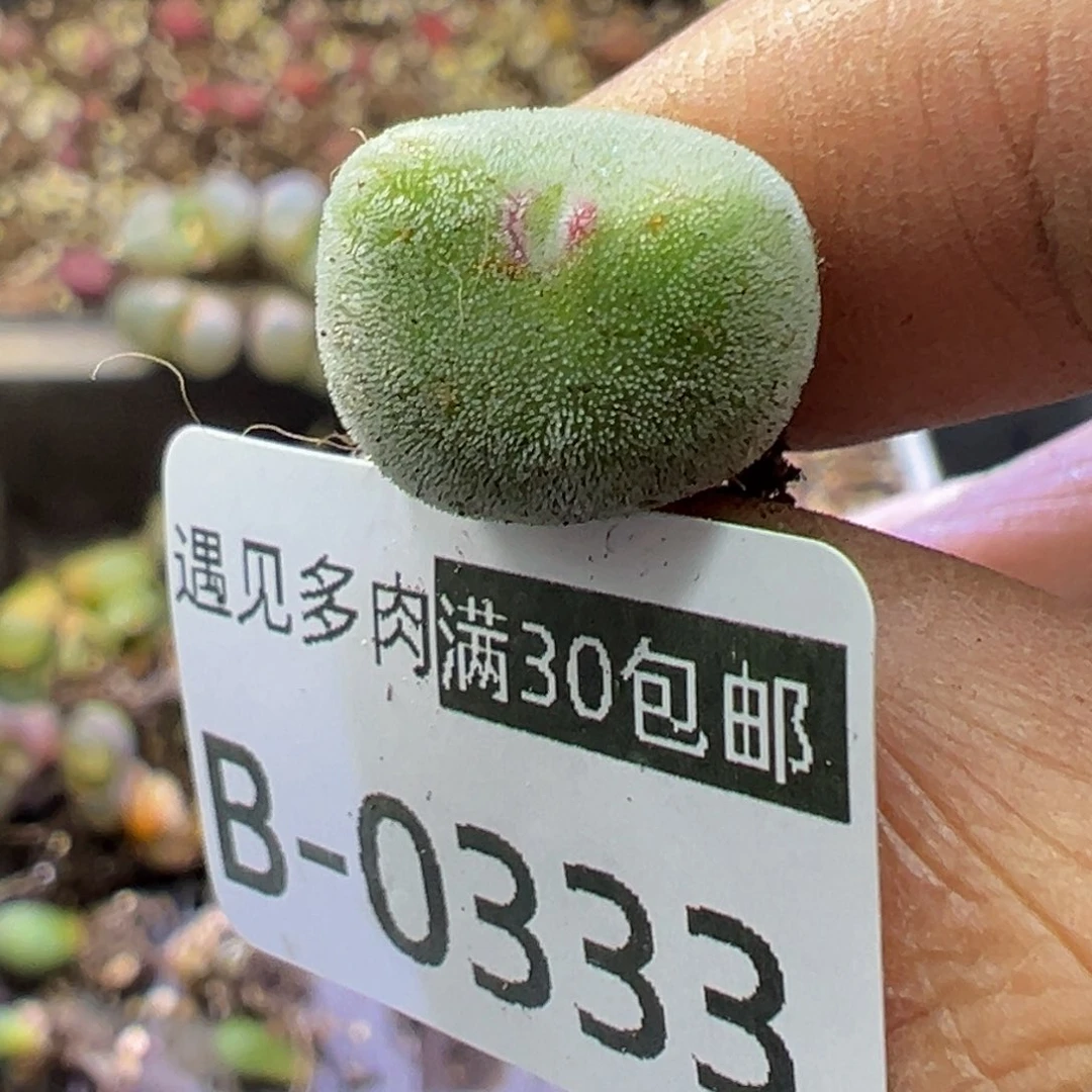 多肉植物11111111111111111