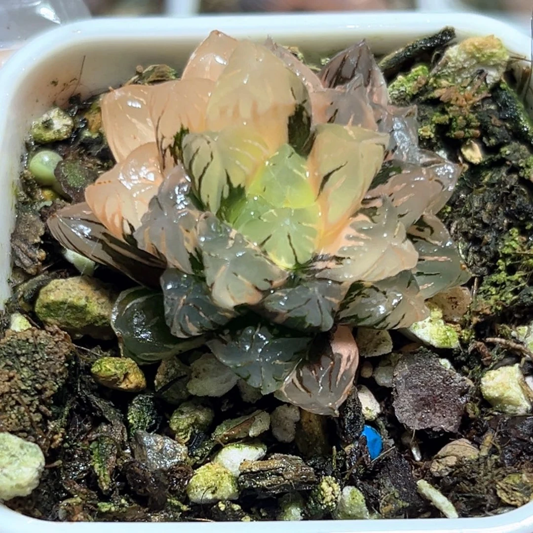 恭喜发财大吉大利4746