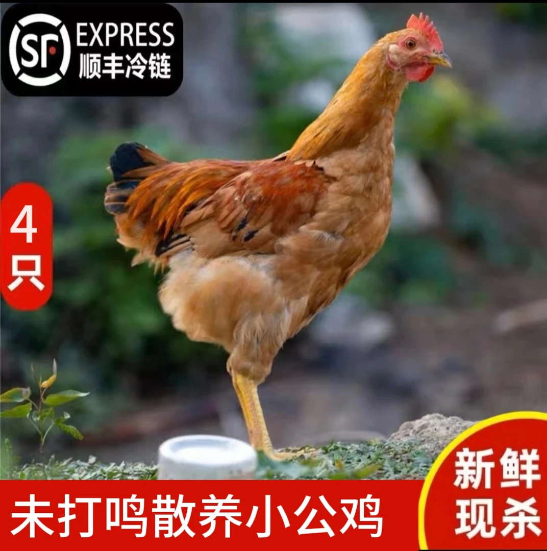 【童子鸡】（3只小公鸡）  三个月散养 未打鸣童子小公鸡（清蒸爆炒）