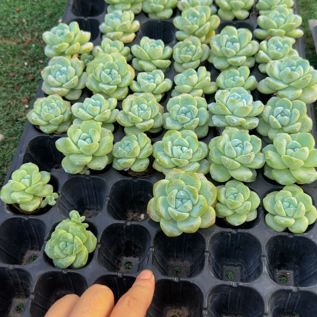 8颗一组大冰玉（4公分起发