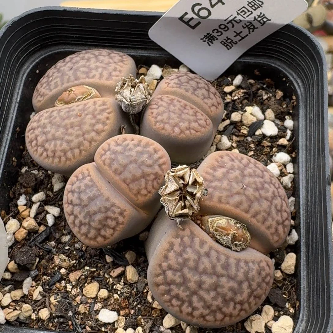 647多肉哈哈哈哈哈哈