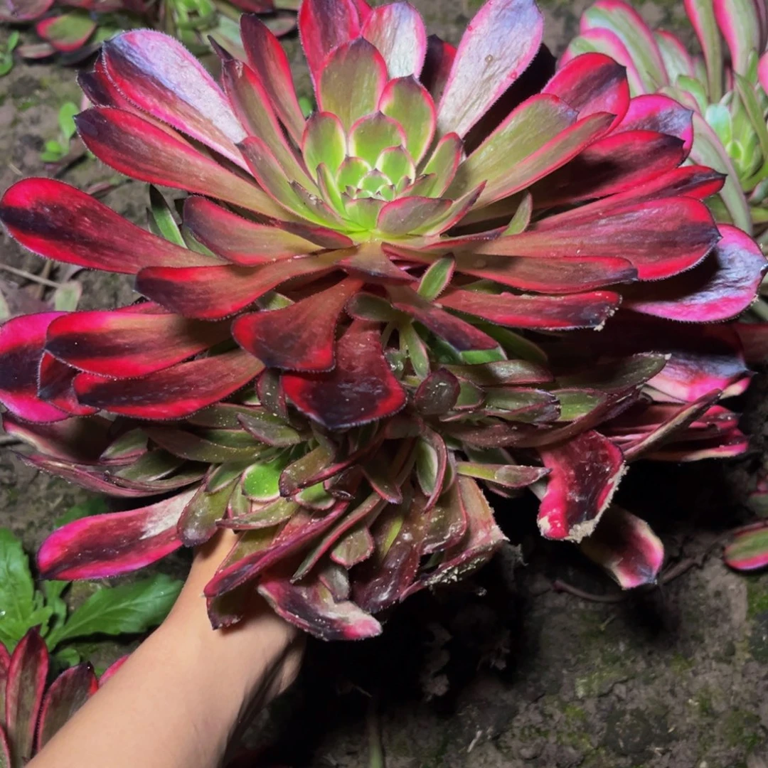 十里红妆多肉植物捧花的时候