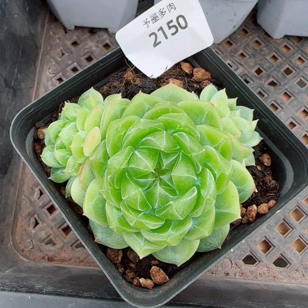 泼天富贵，2150多艘的