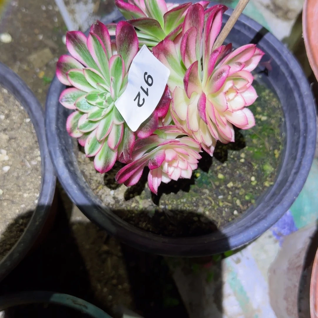 倾城法师多肉912