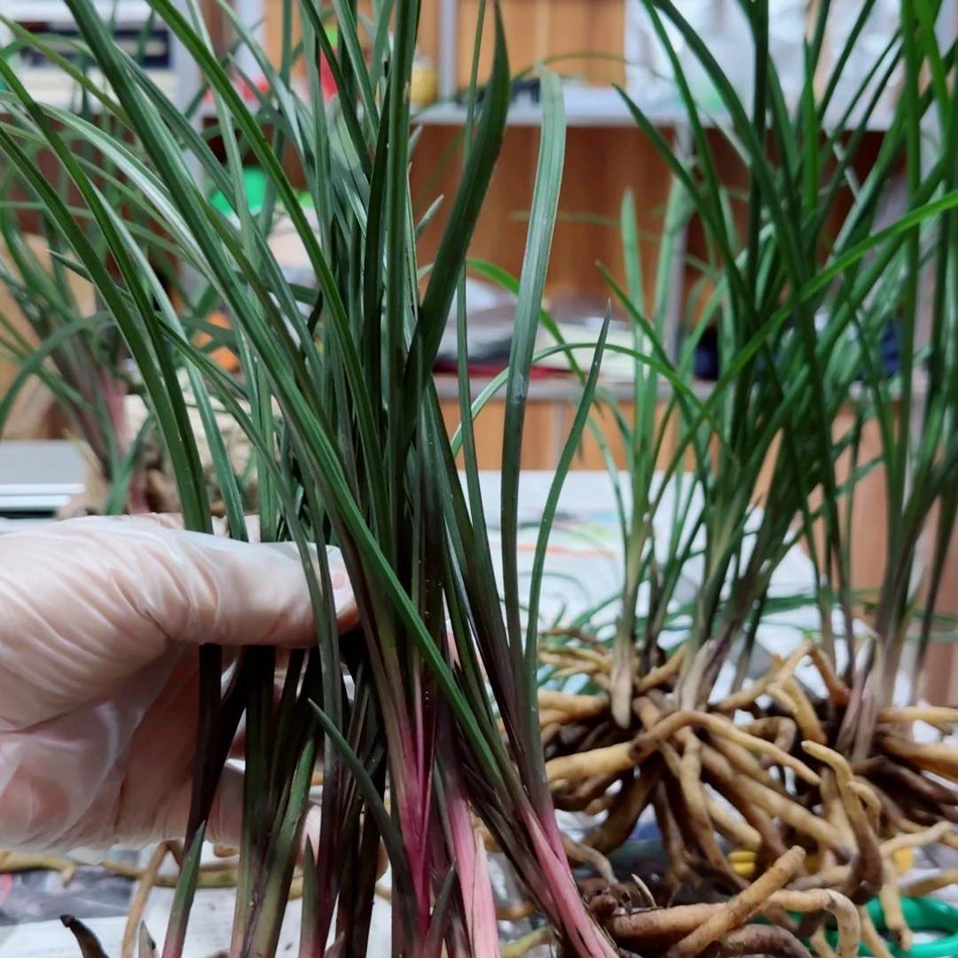 易***慧当前无花栽培后可以开花