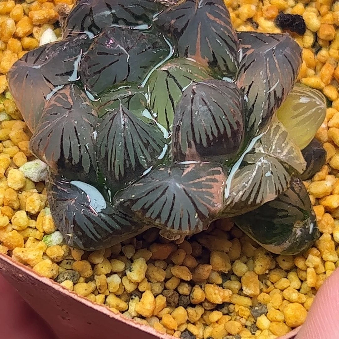 龙爪锦十二卷多肉植物