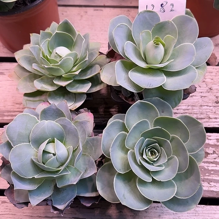 山地玫瑰一物一拍1282带盆发