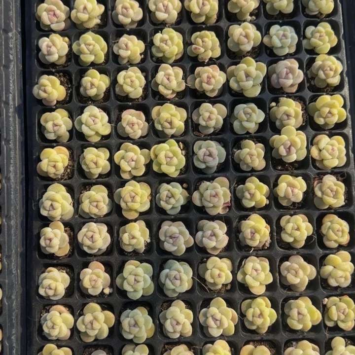 15颗小白底琥珀心儿冰玉一组（嫌小勿拍）