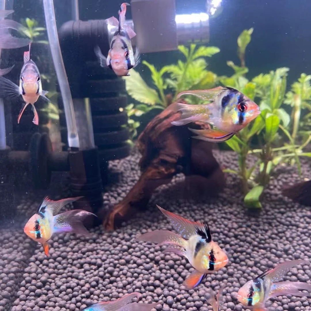 紧波子蓝波子荷兰凤凰热带观赏鱼一对