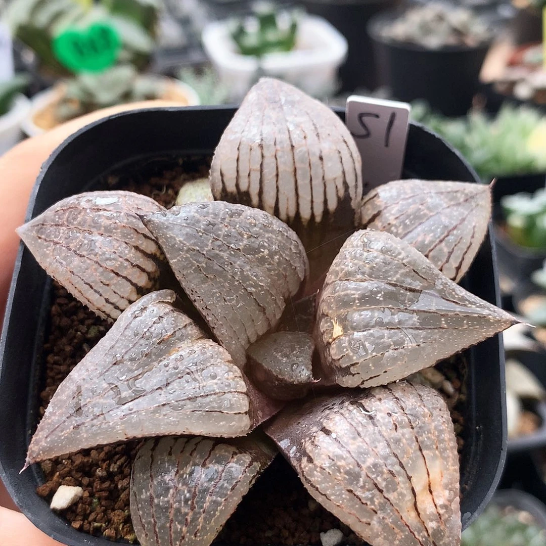 一物一拍，带盆带土