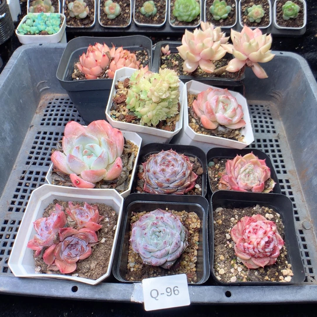 无花朵Q96yyyyyyyyyy