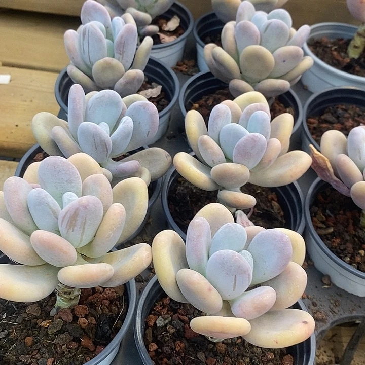 橙雪球福利多多去拍