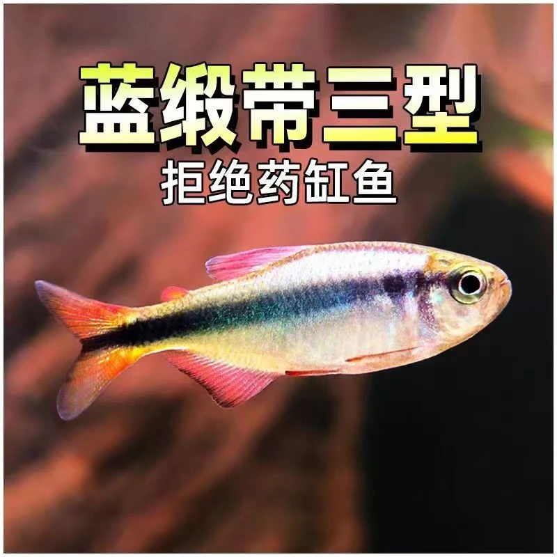 蓝缎带三型热带小型观赏鱼高端鱼皇室青魔鬼群游