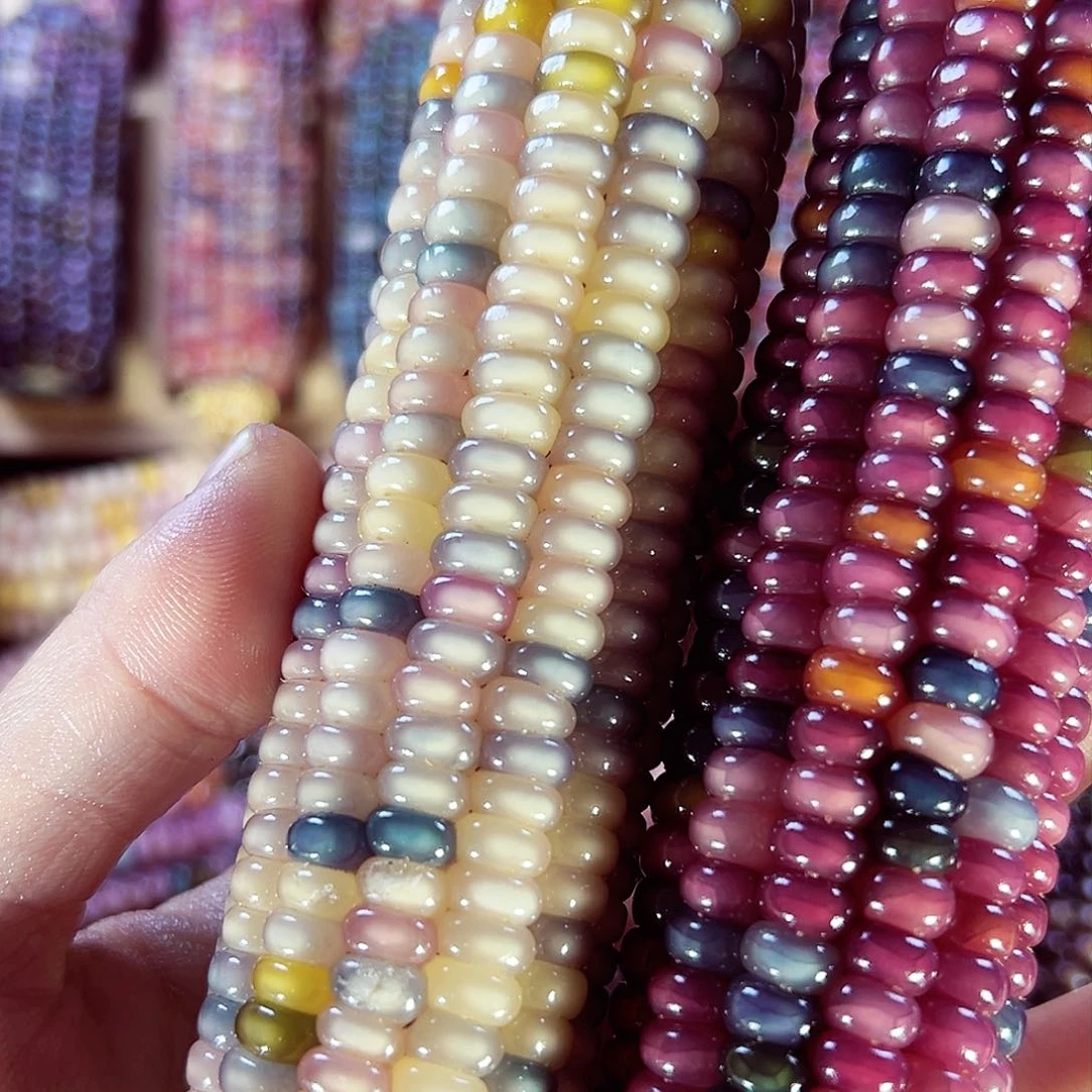 树脂萌*萌亲爱的拍520