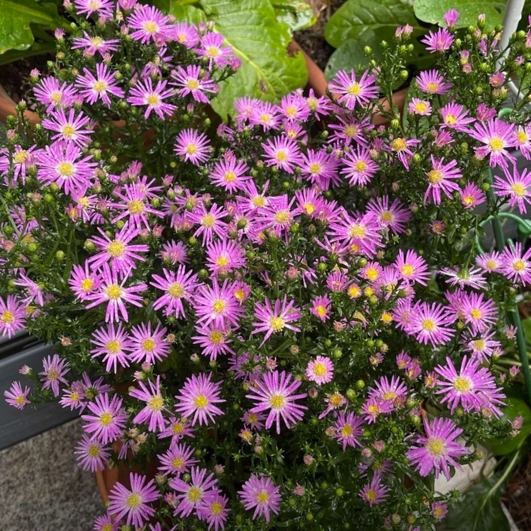 粉桃子荷兰菊多年生爱开花复花阳台庭院花卉